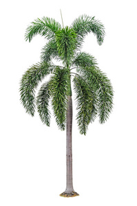孤立的棕榈树