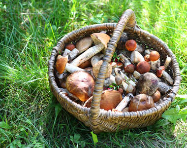 新鲜的水稻秸秆蘑菇图片