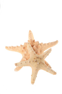 两个米色 starfishes