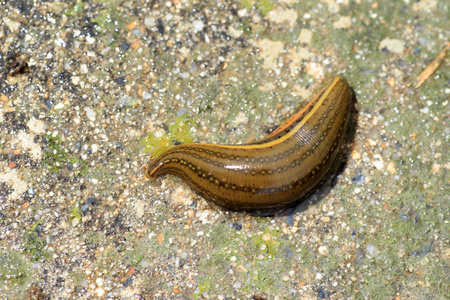 水蛭 (蚂蟥) 在日本照片