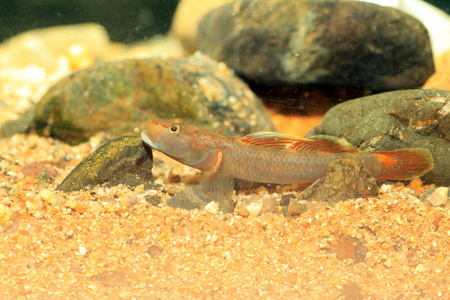 在日本 rhinogobius flumineus 虾虎鱼鱼照片