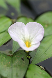 在日本 ottelia alismoides 或 ottelia 粳稻