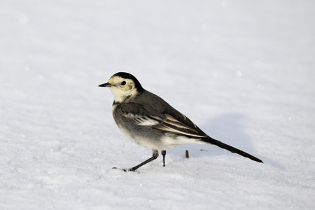 斑鹡鸰 motacilla alba yarrellii