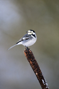 斑鹡鸰 motacilla alba yarrellii