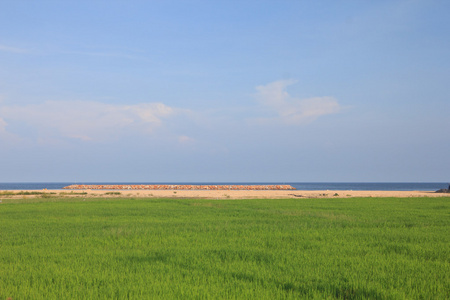 稻田和海