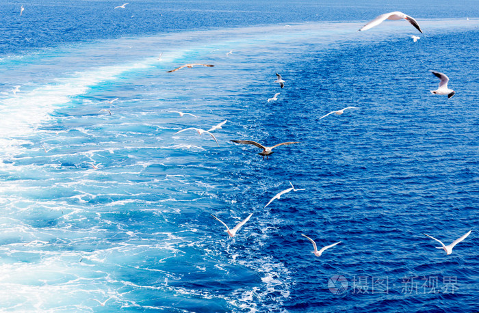 海鸥在海上
