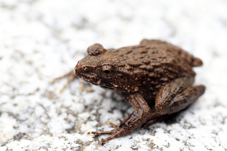 在日本的皱纹的青蛙 蛙藿香