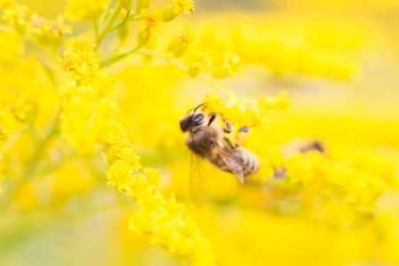 蜜蜂花蜜和花粉喂养
