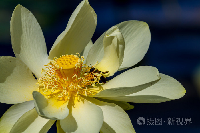 美丽的黄色莲花 也称为莲黄 美洲黄莲 水 锥栗或volee 花大睡莲照片 正版商用图片1d451c 摄图新视界