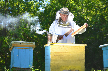 经验丰富的高级养蜂人在蜂房在夏季季节后进行的检验