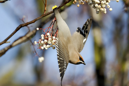 连雀，bombycilla 松