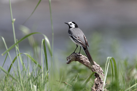 白鹡鸰 motacilla 阿尔巴