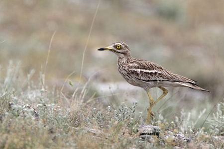 石鹬，burhinus oedicnemus