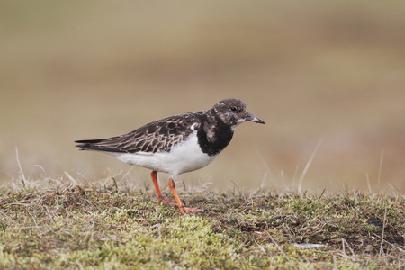 turnstone，蚤 interpres