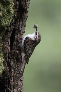 treecreeper，certhia familiaris