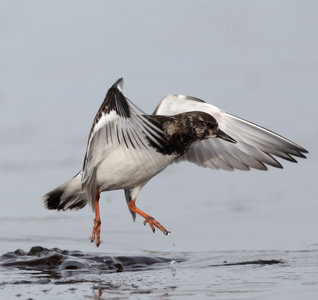 turnstone，蚤 interpres