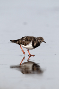 turnstone，蚤 interpres