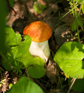 在这片草地森林蘑菇