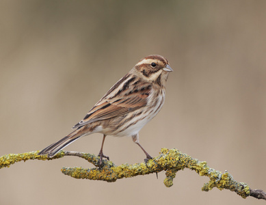 鸣的动物图片-鸣的动物素材-鸣的动物插画-摄图新视界
