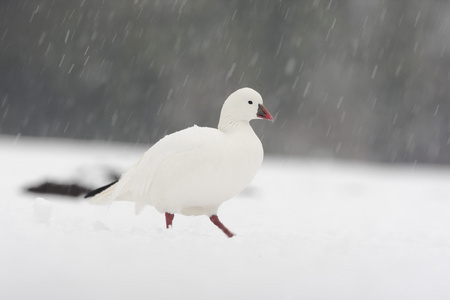 飙升的雪雁图片