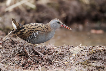 水铁路 rallus aquaticus