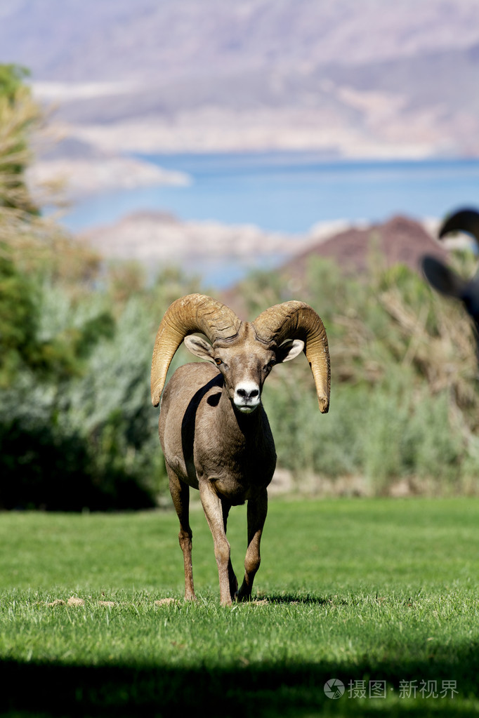 沙漠大角羊 ram照片-正版商用图片1d48uh-摄图新视界