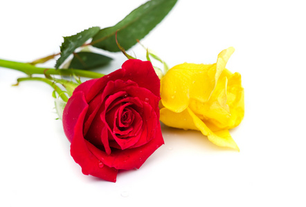 美丽 blomming 红色和黄色玫瑰