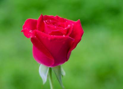 美红玫瑰
