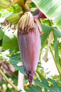 香蕉开花