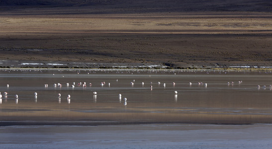 bolivia.lagoons 与鸟的性质