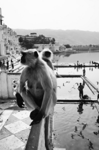 印度猴子看看朝圣者采取洗个澡