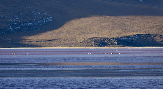 bolivia.lagoons 与鸟的性质