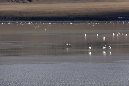 bolivia.lagoons 与鸟的性质