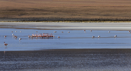 bolivia.lagoons 与粉红色的火烈鸟的性质