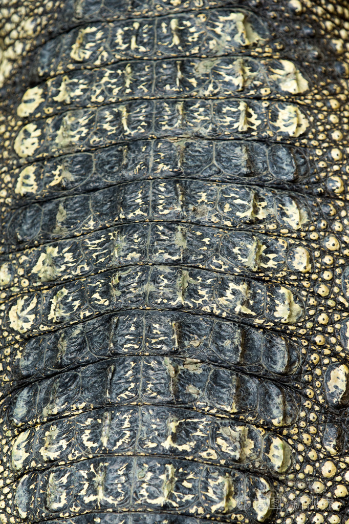 鳄鱼皮纹理