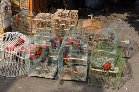 米加鸟市场，雅加达，印度尼西亚