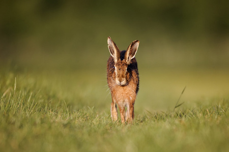 棕色野兔，天兔座 europaeus