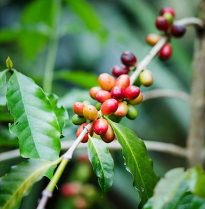 咖啡豆在树枝上。罗布斯塔咖啡