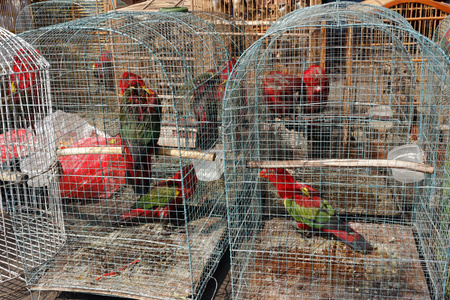 米加鸟市场，雅加达，印度尼西亚