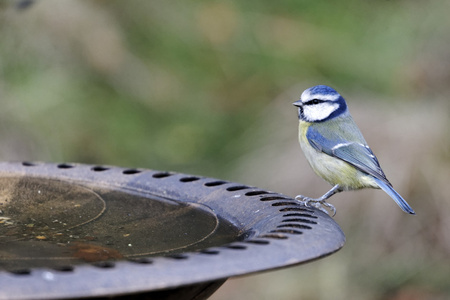 蓝雀，parus 鸢