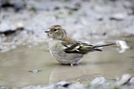 燕雀，fringilla coelebs