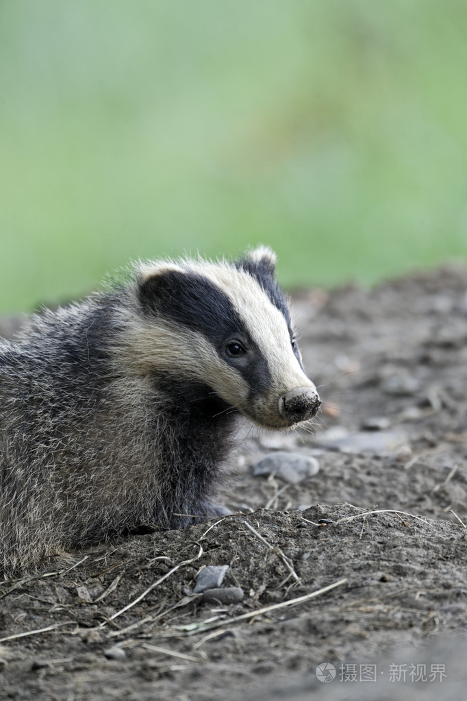 獾梅莱斯泽纳维