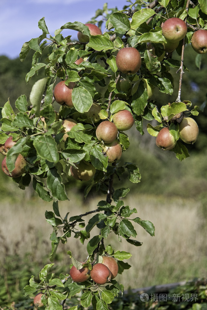 接近成熟的苹果