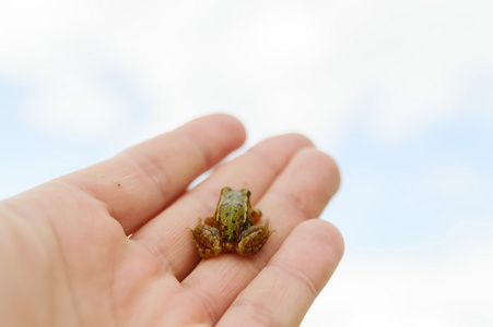 手上的小青蛙