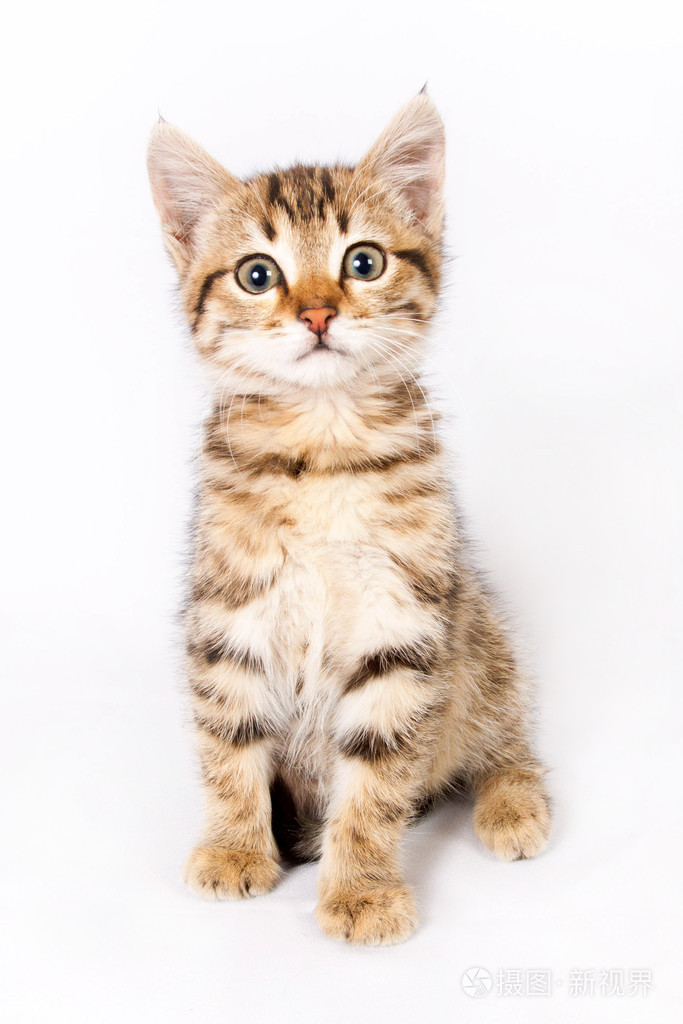 坐在白色背景上的小猫