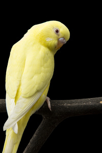 黄色的鹦鹉是树枝上