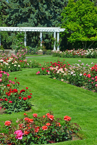 夏日玫瑰花园