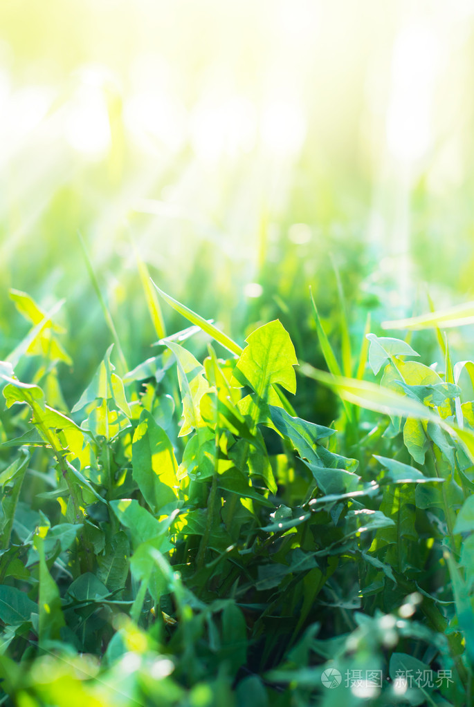 阳光明媚的阳光与绿色夏草