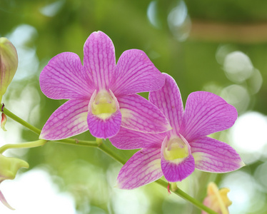 美丽的紫色兰花植物