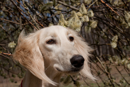 波斯猎犬和鲜花